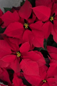 Picture of Poinsettia