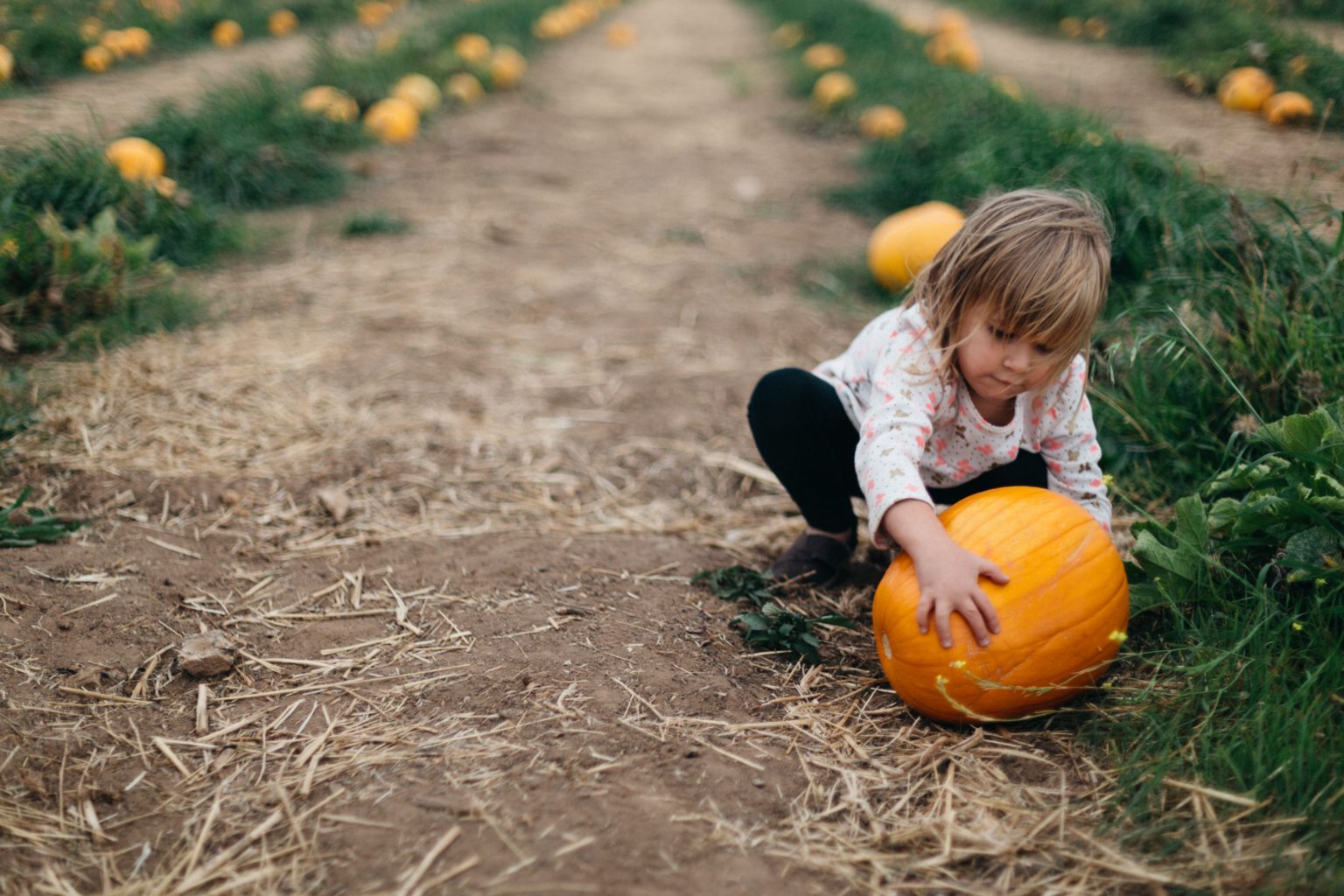 Cross-Curricular Pumpkin Thematic Unit Ideas - The Teaching Scene