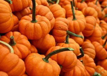 pumpkins Small